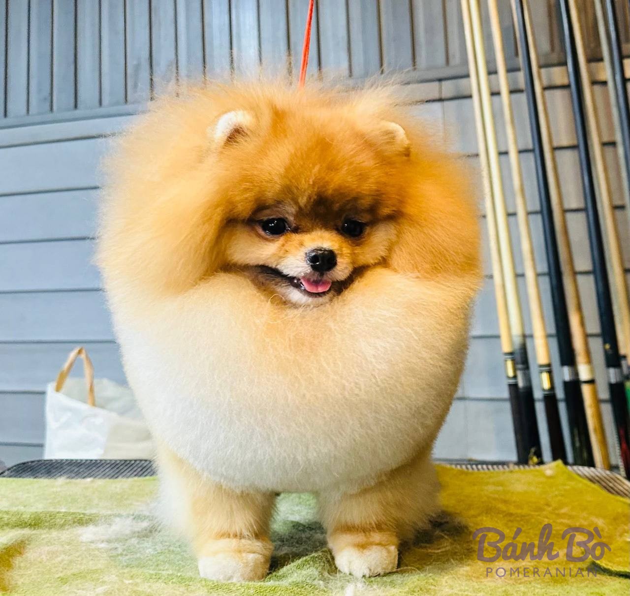 Chó Pomeranian lông vàng nhạt, tư thế ngồi, trong chuồng nuôi với dụng cụ