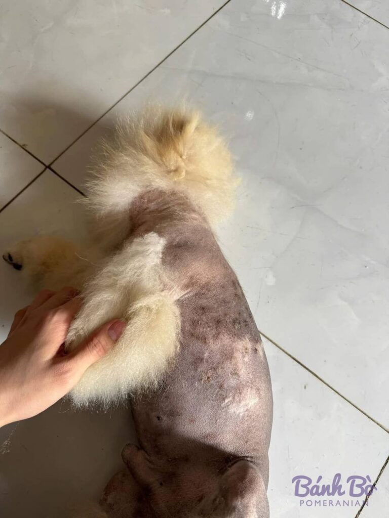 Chó Pomeranian con lông trắng be được người cầm trên tay, nằm trên sàn gạch