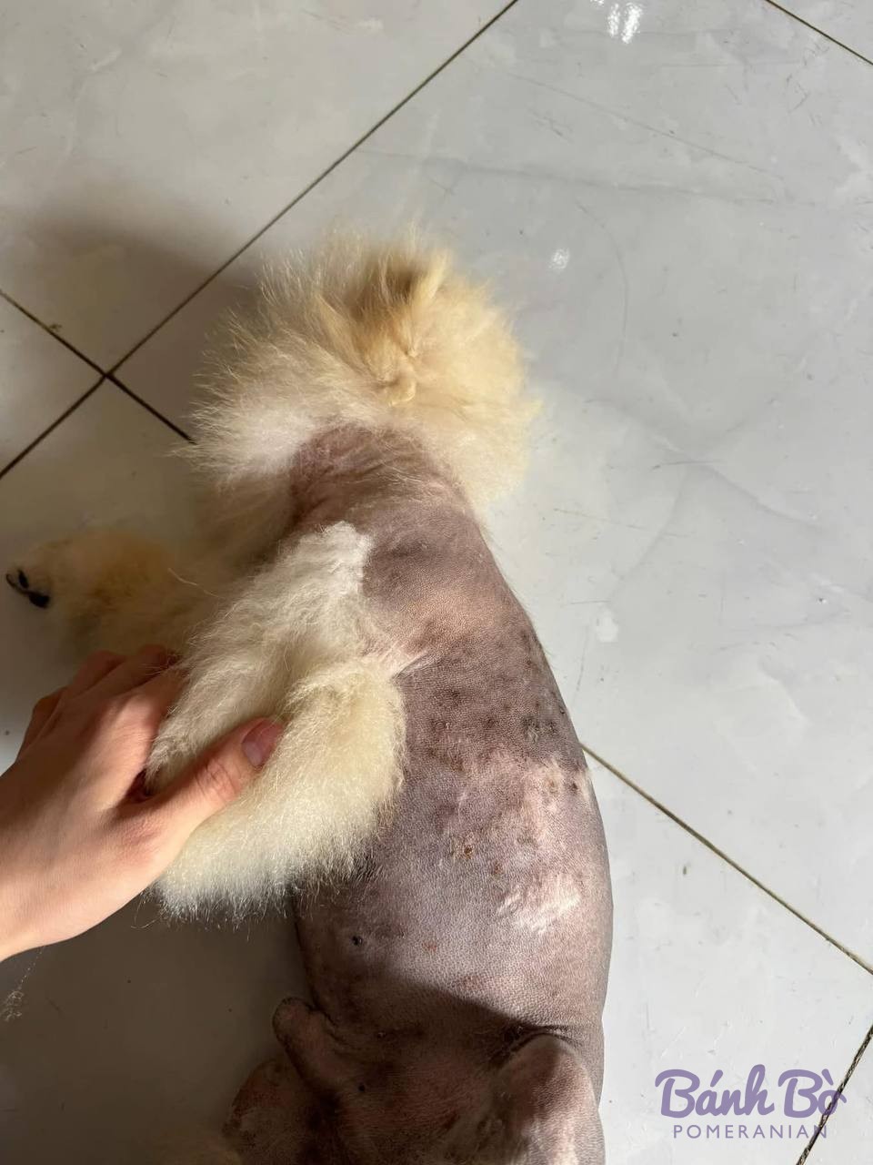 Chó Pomeranian con lông trắng be được người cầm trên tay, nằm trên sàn gạch