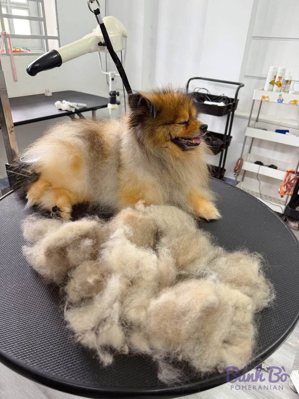 Chó Pomeranian lông trắng vàng đang được chải lông tại tiệm grooming, có lượng lông rụng nhiều trên bàn