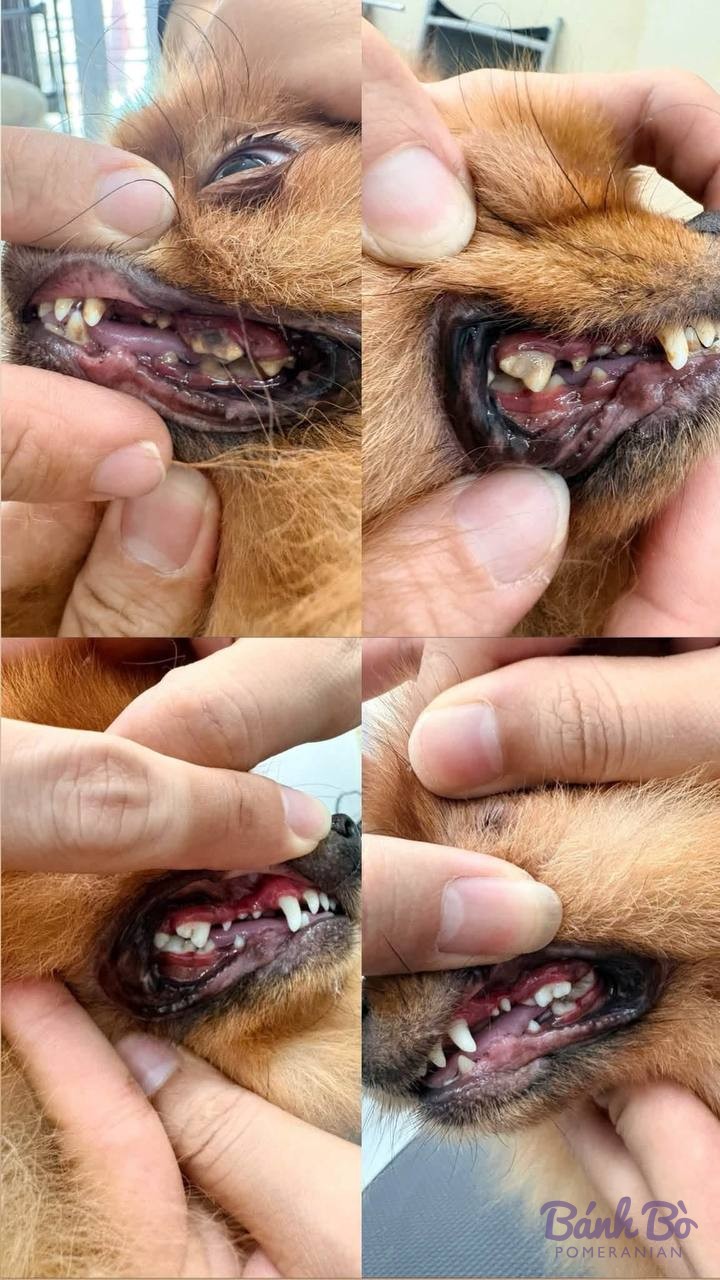 CAN CHU TRAI DUYET. Chó Pomeranian lông nâu vàng được kiểm tra khoang miệng và răng.