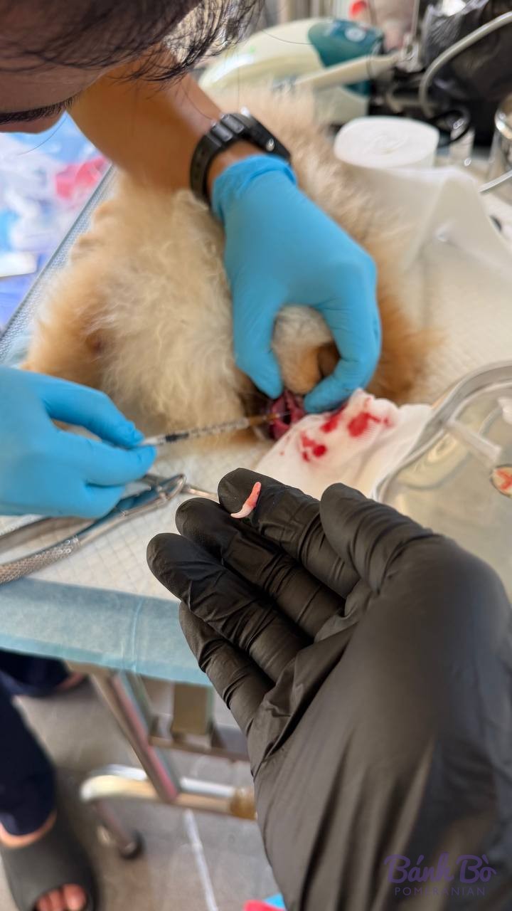 Chó Pomeranian lông vàng được khám sức khỏe tại phòng khám thú y