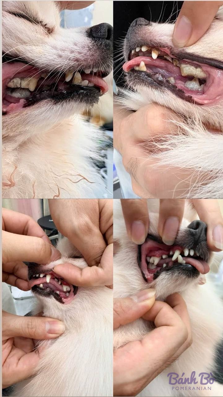 CAN CHU TRAI DUYET. Chó Pomeranian lông trắng xám được kiểm tra răng miệng trong quá trình khám sức khỏe.