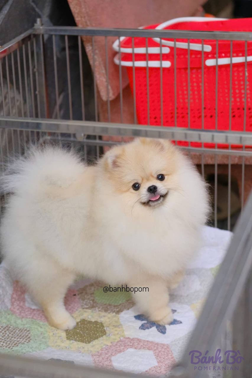 Chó Pomeranian lông trắng, kích thước nhỏ, nằm trong chuồng có đệm màu sắc