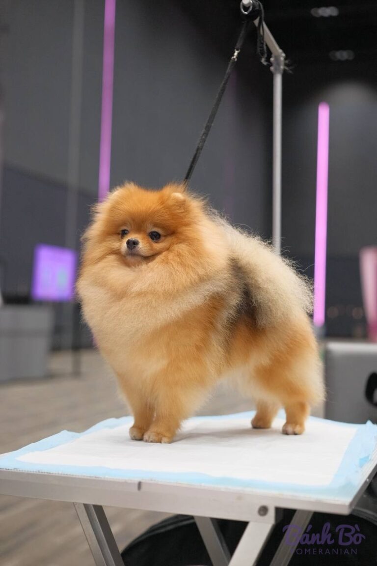 Chó Pomeranian màu vàng cam, lông dày, đứng trên bàn trưng bày, nền xám với đèn tím