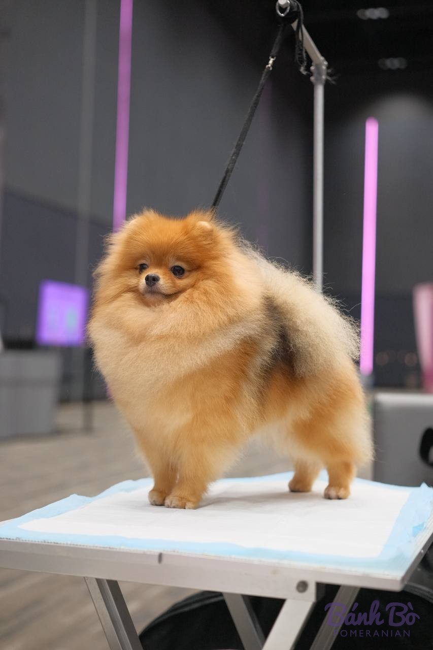 Chó Pomeranian màu vàng cam, lông dày, đứng trên bàn trưng bày, nền xám với đèn tím