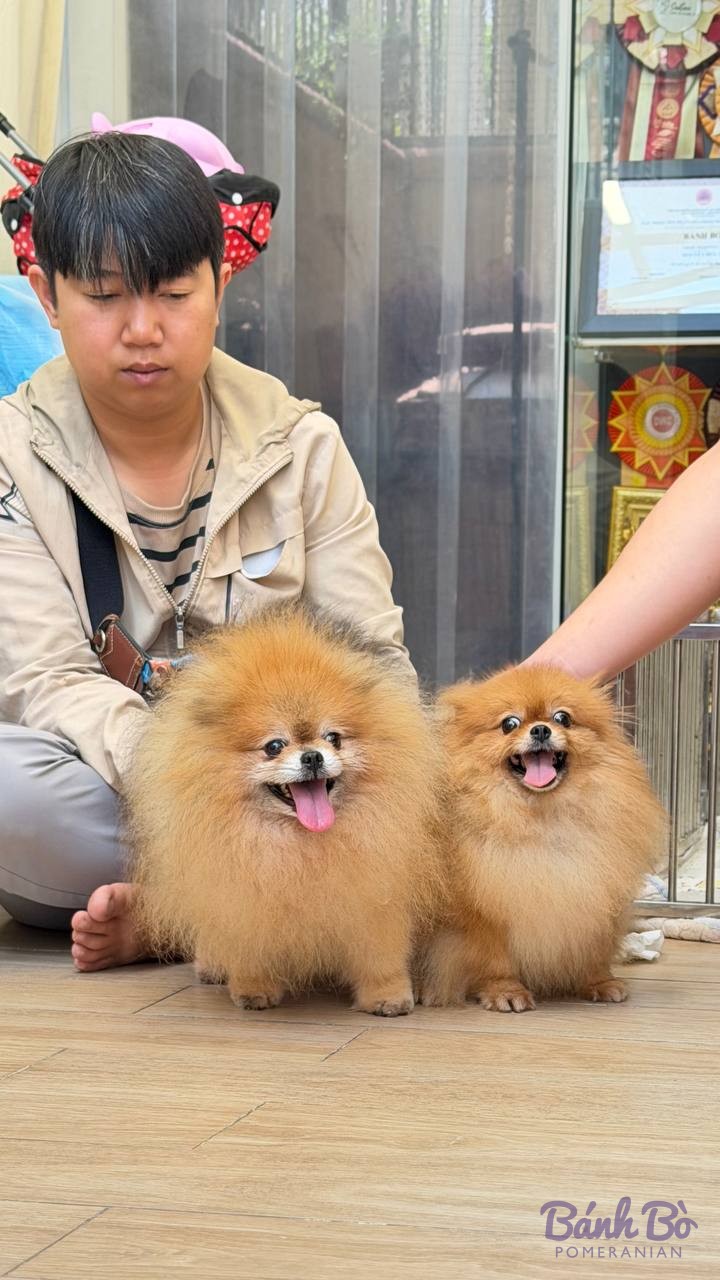 Hai chó Pomeranian con màu nâu vàng, lông dài, đang ngồi tại không gian trưng bày