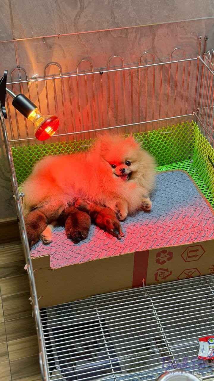 Chó Pomeranian lông cam nhỏ tuổi nằm trong chuồng với tấm lót xanh hồng, bên cạnh có đèn sưởi đỏ
