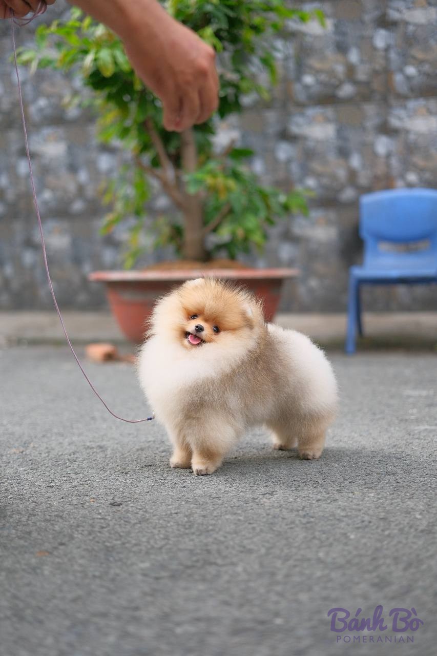 Con chó Pomeranian lông trắng vàng, kích thước nhỏ, đeo dây dắt, đứng trên đường phố