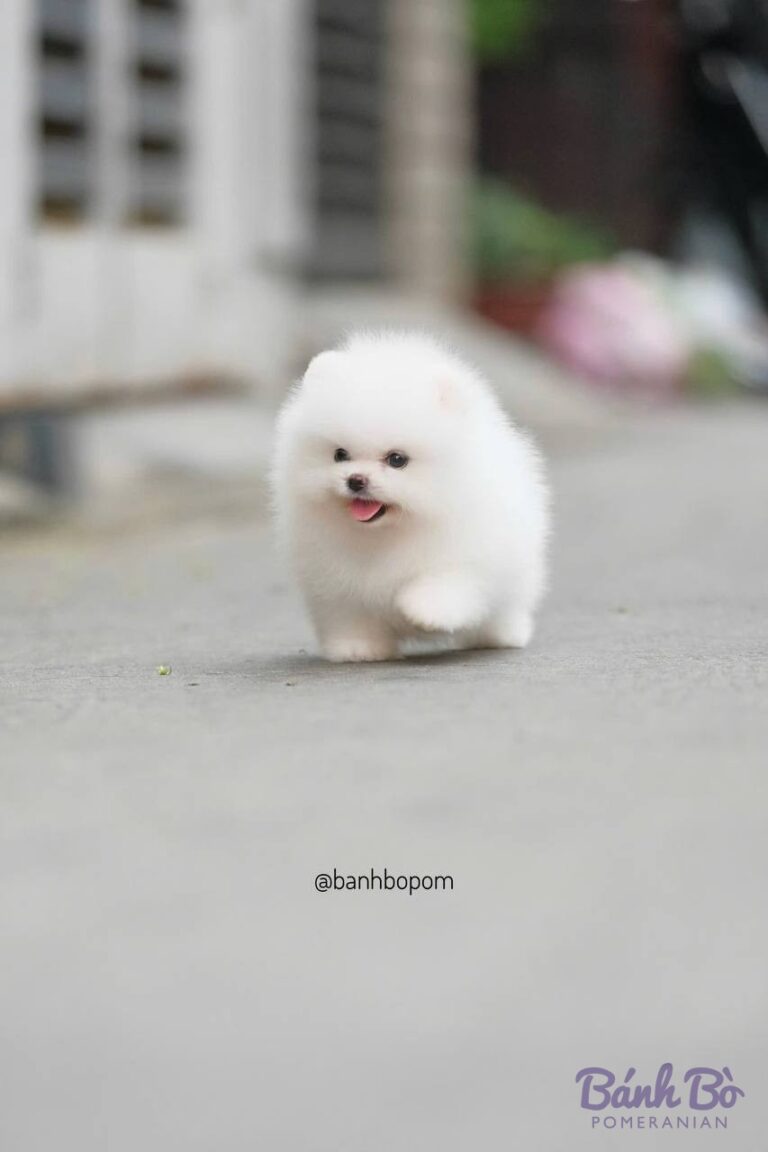Chó Pomeranian lông trắng, kích thước nhỏ, biểu cảm vui vẻ, đứng trên đường phố