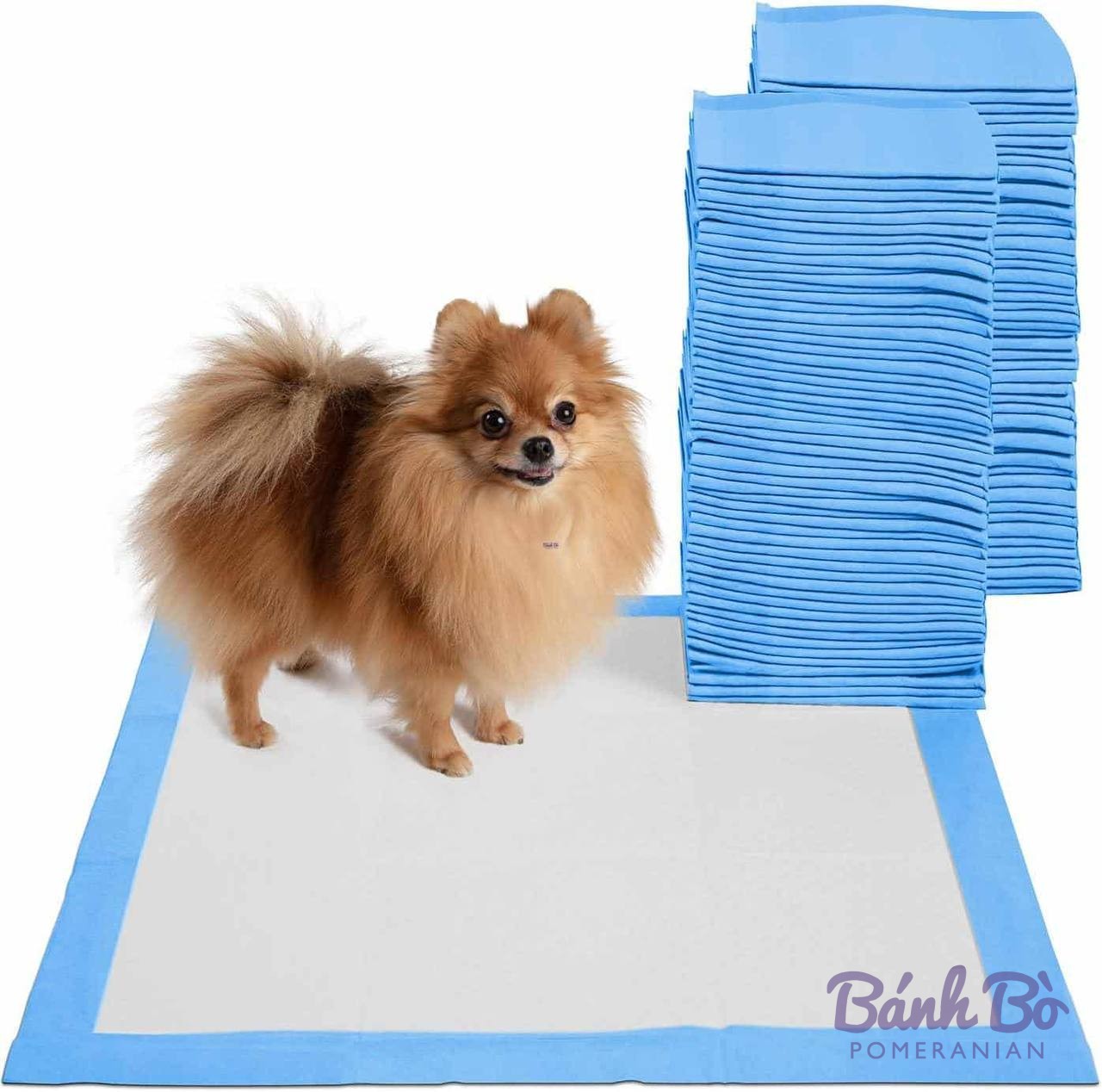 Chó Pomeranian lông nâu vàng đứng trên tấm lót vệ sinh màu xanh