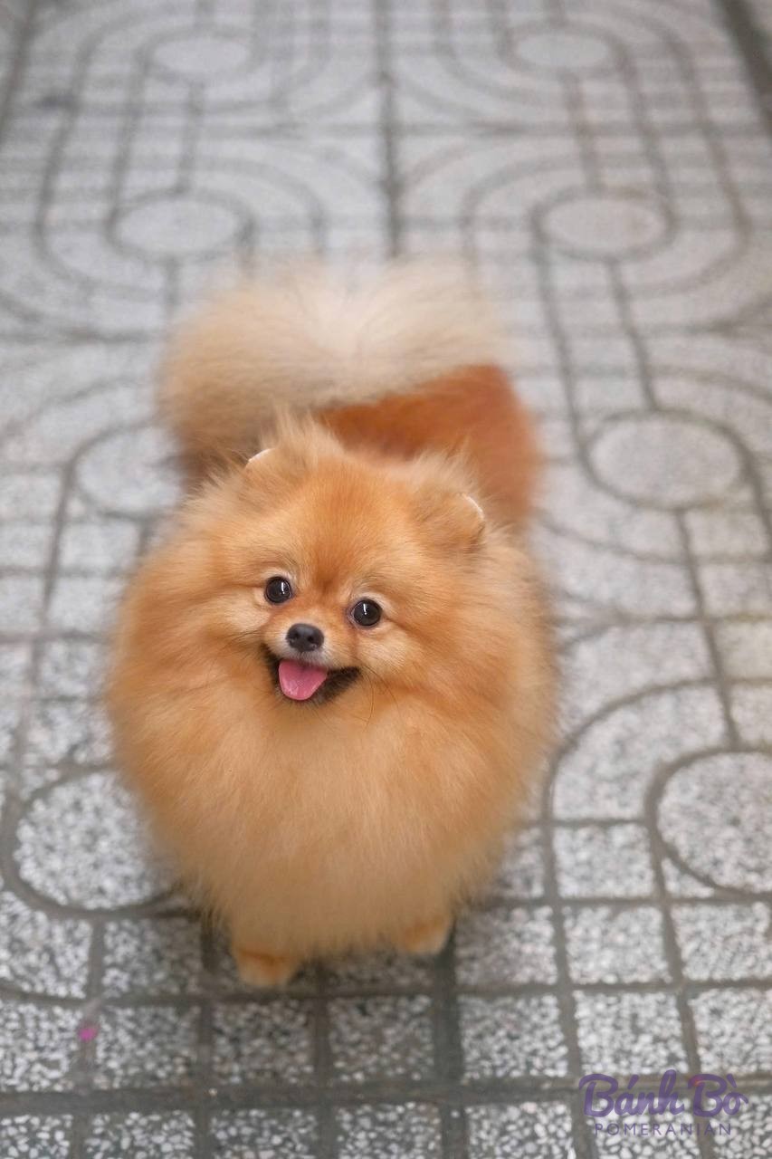 Chó Pomeranian lông vàng nhạt, khoảng 2-3 tháng tuổi, đứng trên vỉa hè gạch, mũi hơi lên, lưỡi thè ra
