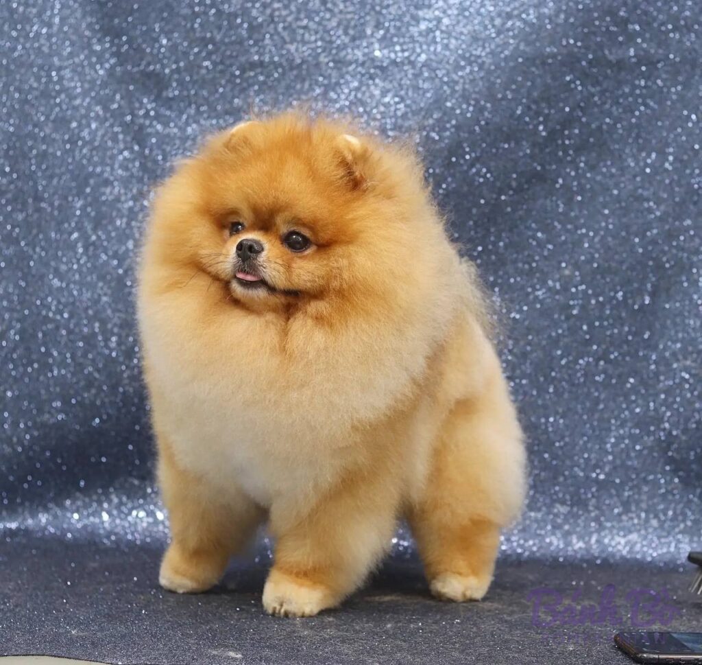 Chó Pomeranian màu vàng nhạt, lông xoăn dày, dáng vóc nhỏ, đứng trước nền xanh lấp lánh