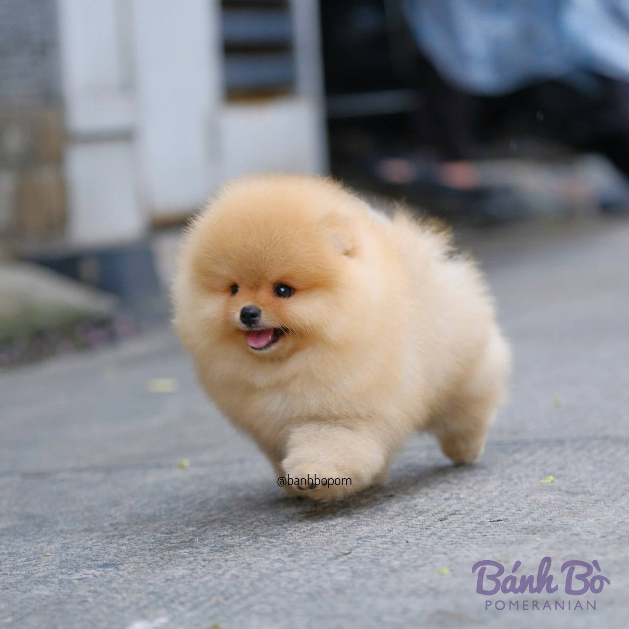 Chó Pomeranian lông trắng, khuôn mặt tròn, đang đi trên đường phố, bối cảnh nhà cửa