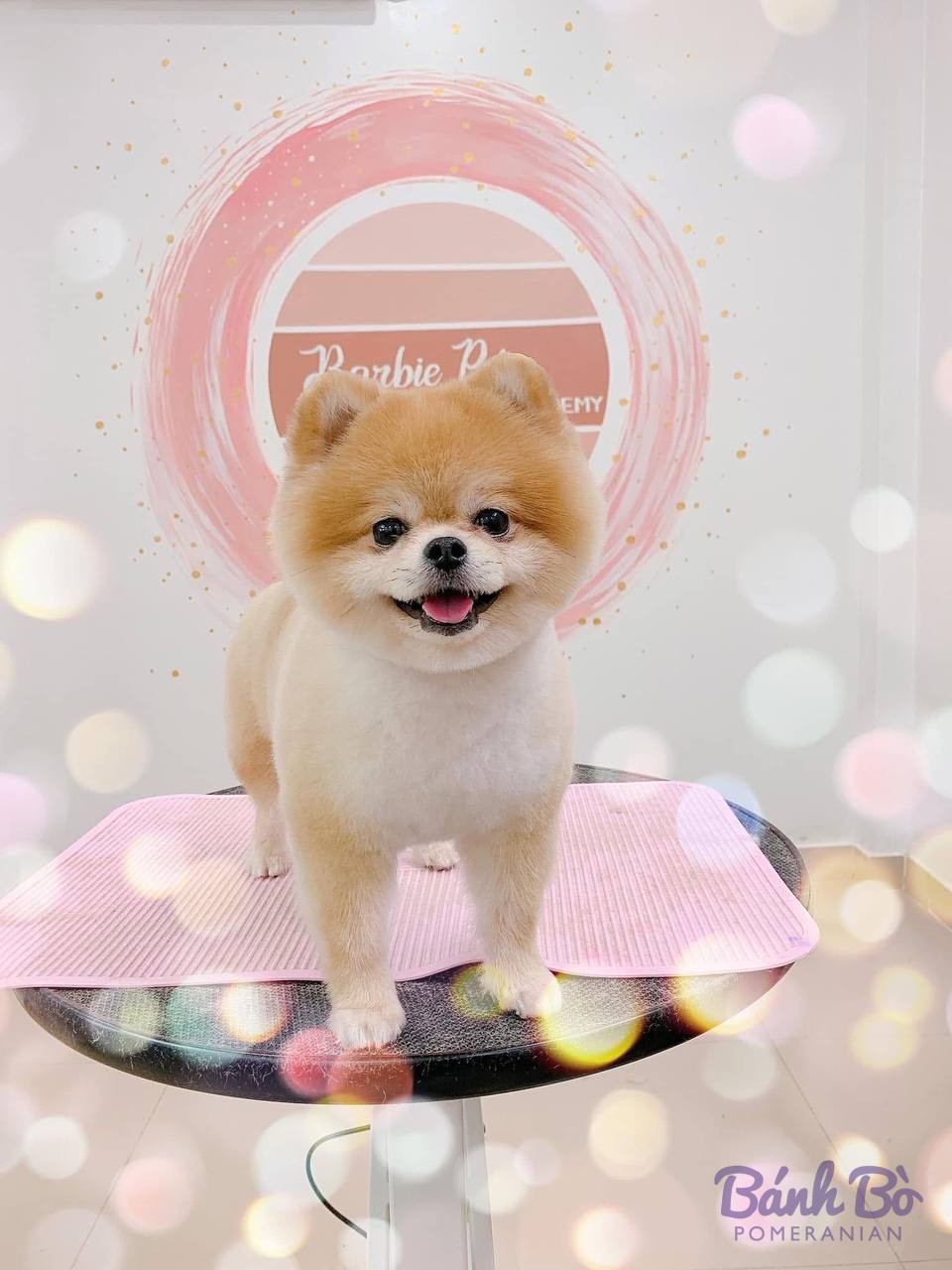 Chó Pomeranian lông vàng trắng, khoảng 2-3 tháng tuổi, đứng trên bệ hồng, nền hồng với hiệu ứng ánh sáng