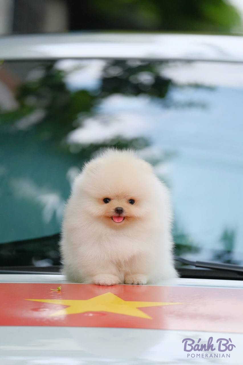 Chó Pomeranian lông trắng, khuôn mặt tròn, lưỡi hơi thè ra, ngồi trên bề mặt có họa tiết, bối cảnh hồ bơi