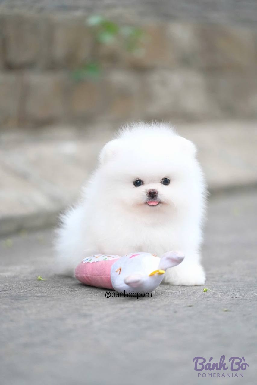 Chó Pomeranian lông trắng, kích thước nhỏ, ngồi trên đường, cạnh đồ chơi vải màu hồng