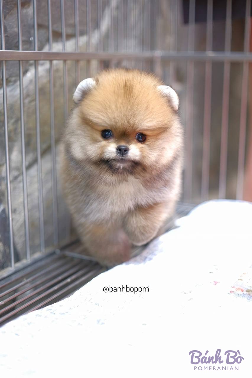 Chó Pomeranian con nhỏ màu kem, lông dài, trong chuồng chó