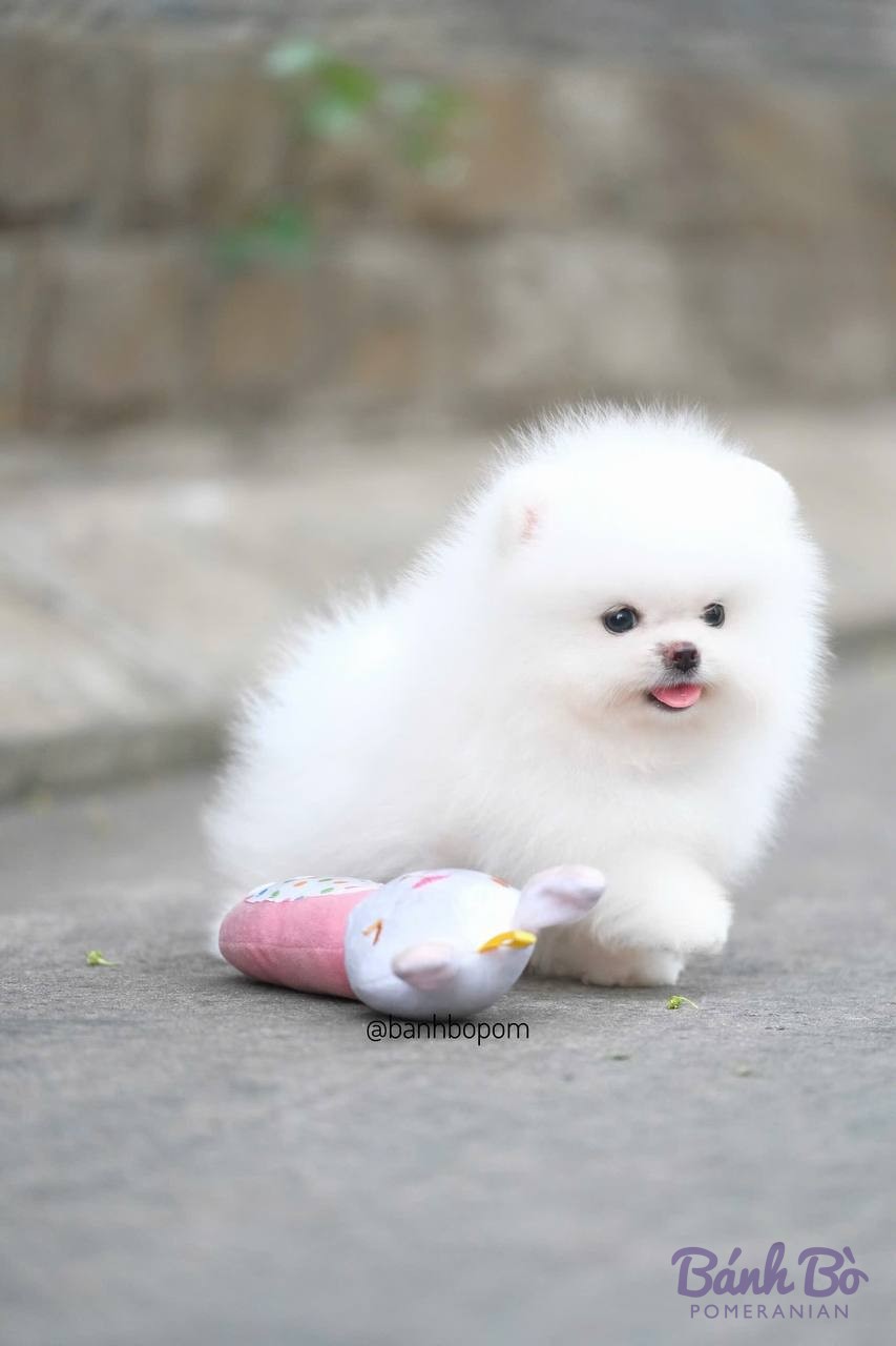Chó Pomeranian lông trắng mịn, kích thước nhỏ, đang ngồi trên đường với đồ chơi màu hồng và trắng phía trước