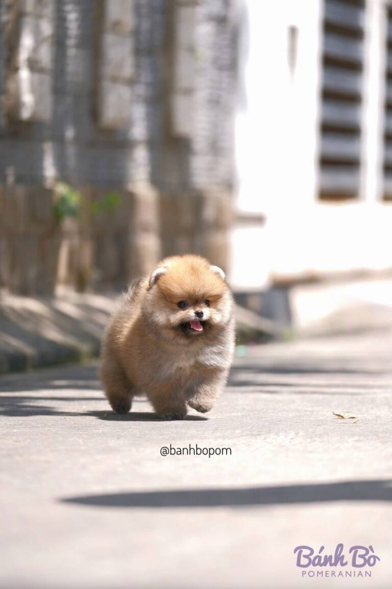 Chó Pomeranian con nhỏ màu kem đang đi trên đường phố, bối cảnh các tòa nhà