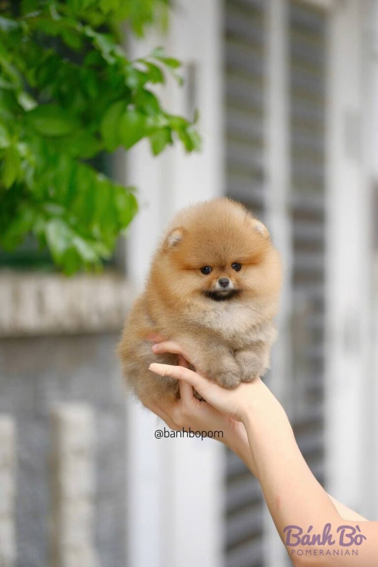 Pomeranian origin: how a cart-pulling Spitz became a toy dog