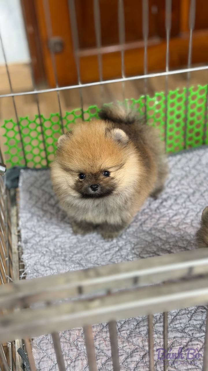 Chó Pomeranian nhỏ tuổi, lông màu nâu kem, đứng trong chuồng có đệm xám và tấm che xanh