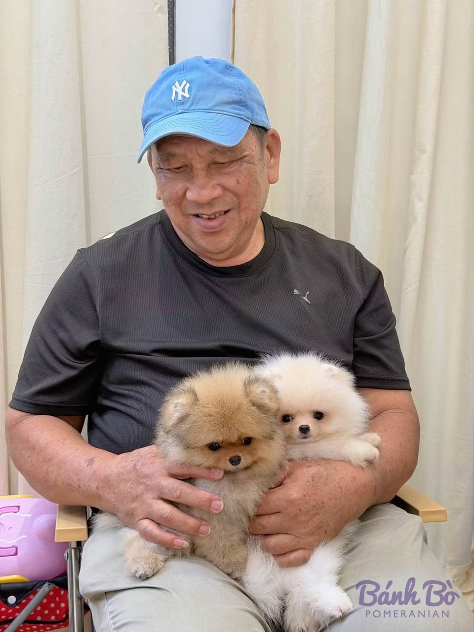Hai chú chó Pomeranian con màu nâu và trắng được bế trong tay, với lông mềm mại và kích thước nhỏ