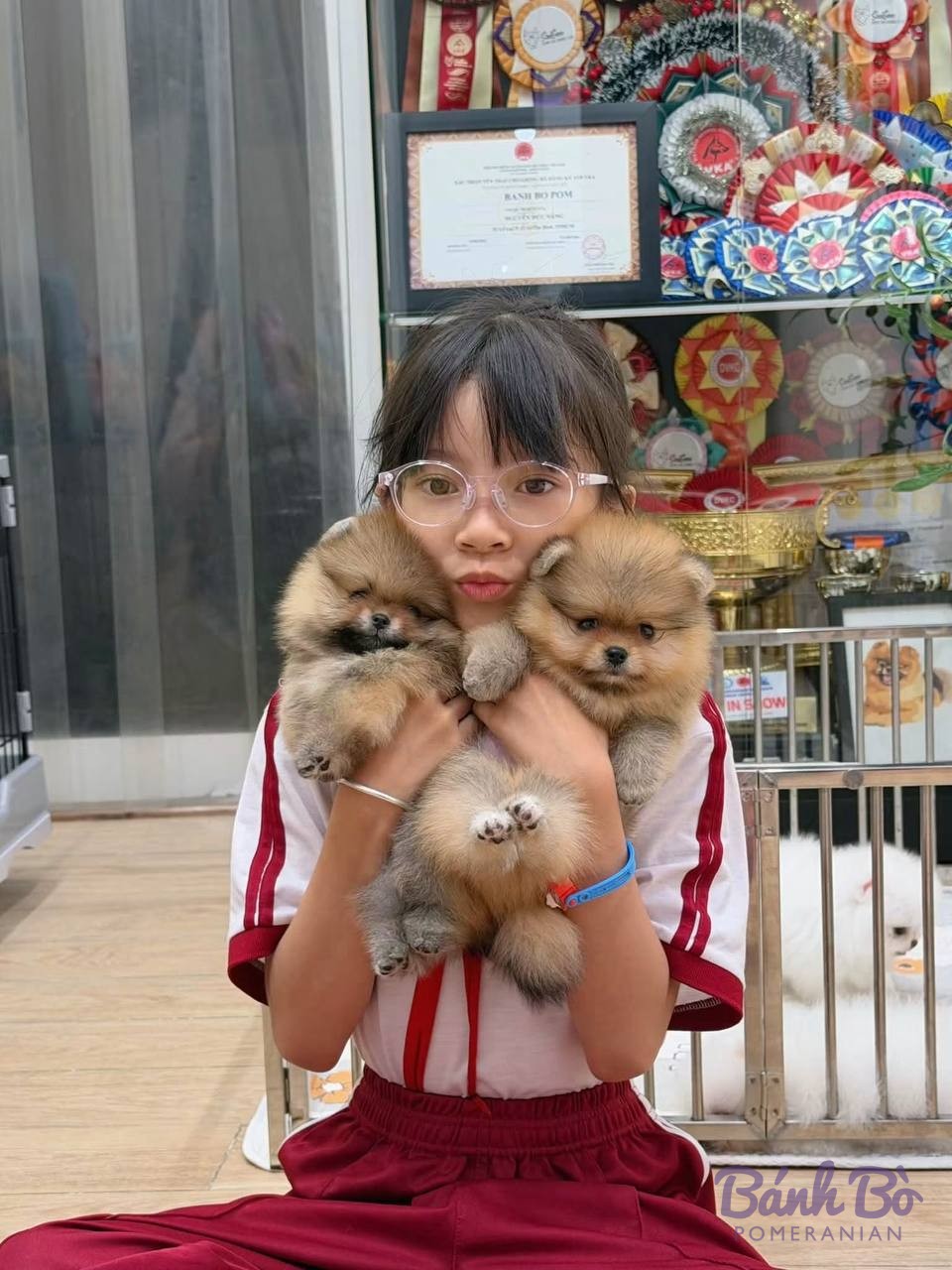 Ba chú chó Pomeranian con nhỏ được b抱 trong tay, lông màu kem vàng nhạt, trong không gian trưng bày