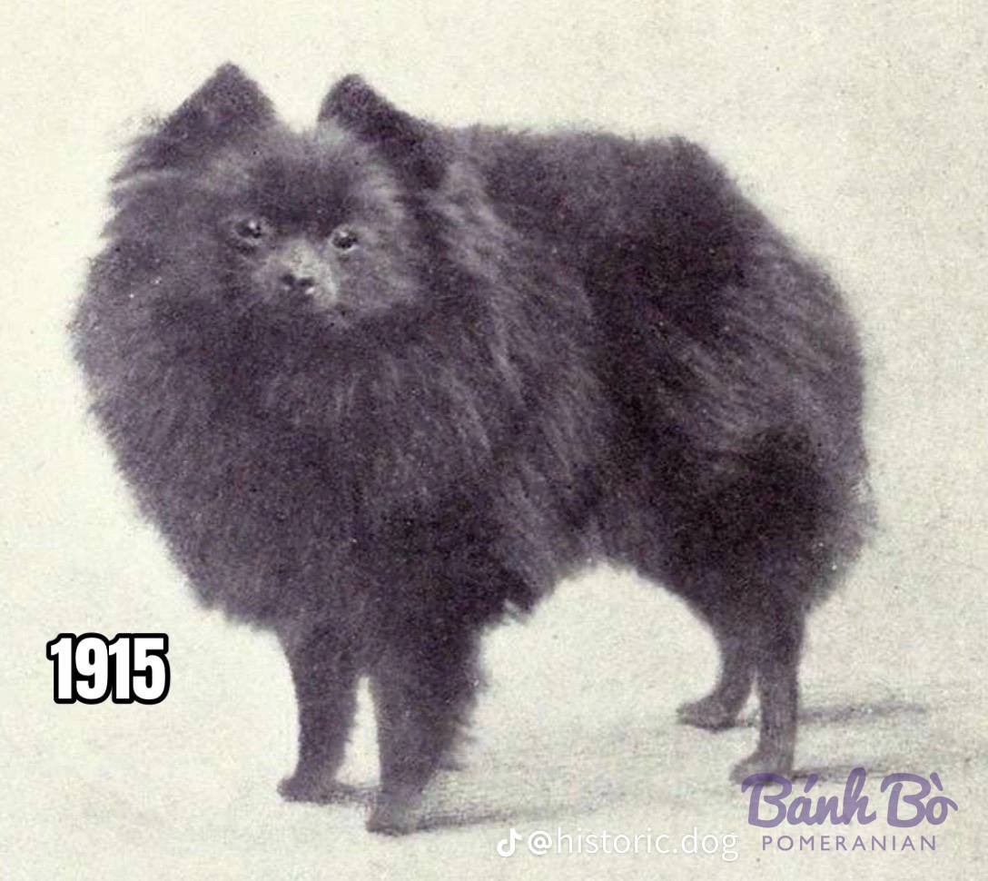 Chó Pomeranian màu xám đen, lông dài và xù, đứng cạnh nhau trên nền sáng