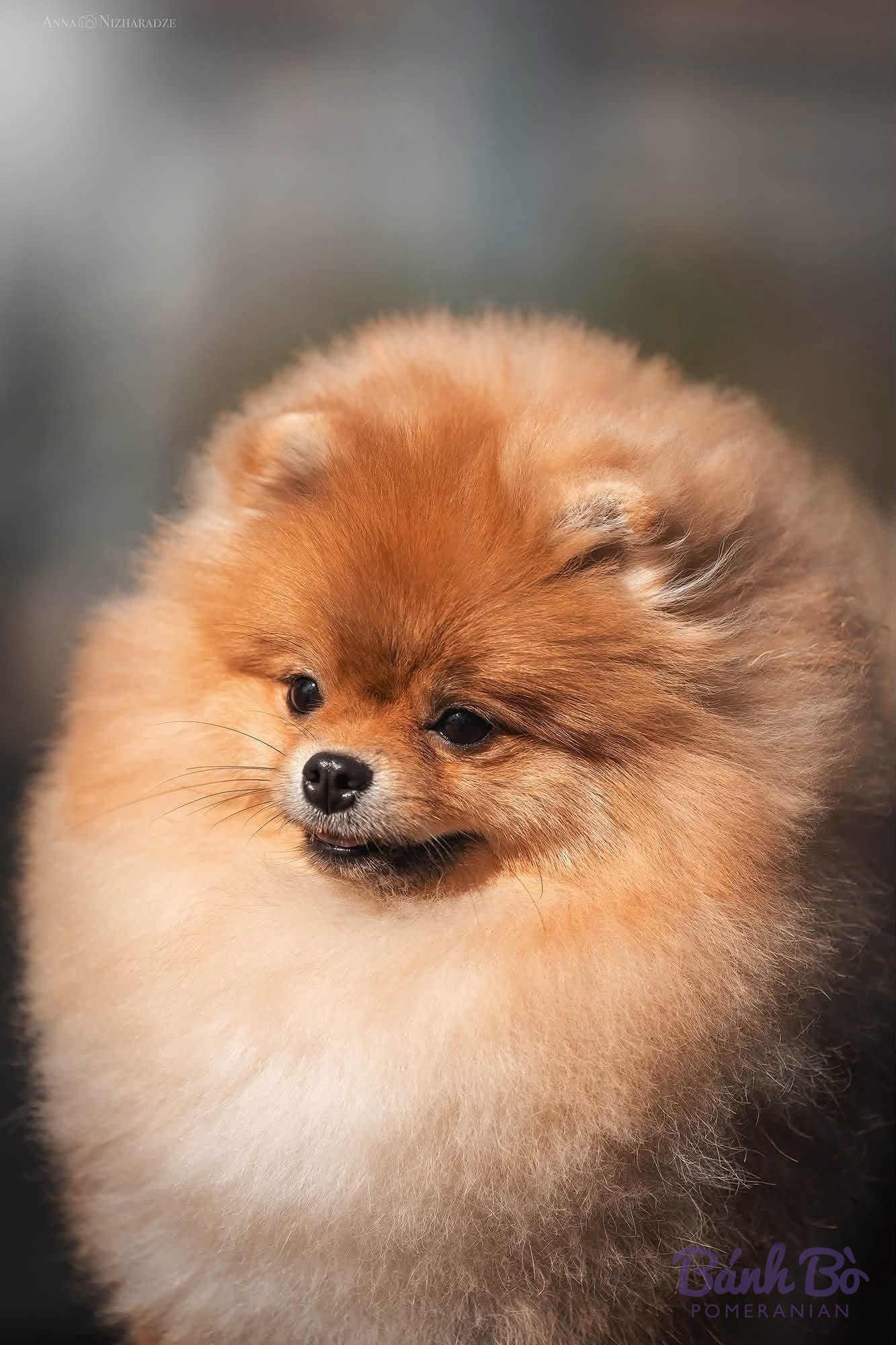Chó Pomeranian lông dày màu nâu vàng, mặt tròn, nhìn chếch sang trái, nền mờ