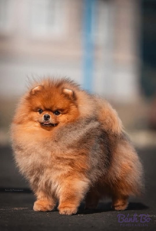 Chó Pomeranian lông dài màu cam, khuôn mặt tròn, đứng trên nền mờ