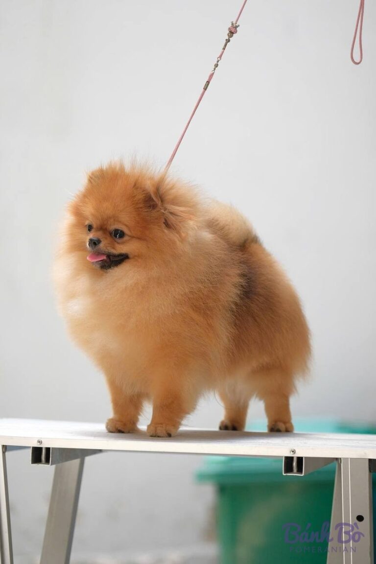 Chó Pomeranian lông dài màu vàng nâu đứng trên bục, đeo dây xích hồng, nền trắng