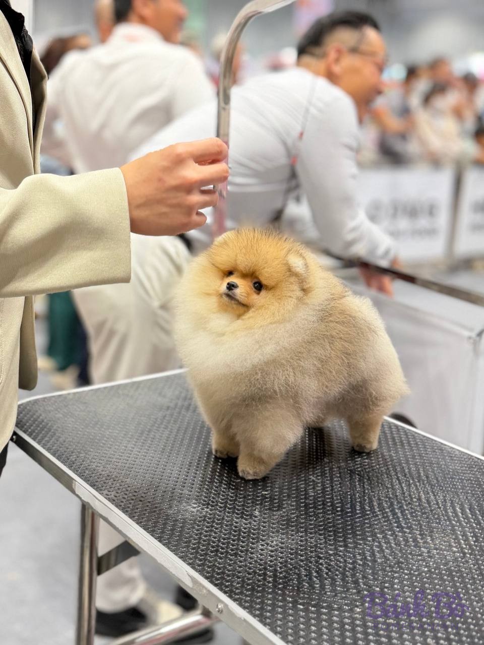 Chó Pomeranian màu kem đứng trên bàn trưng bày tại sự kiện, người cầm dây xích