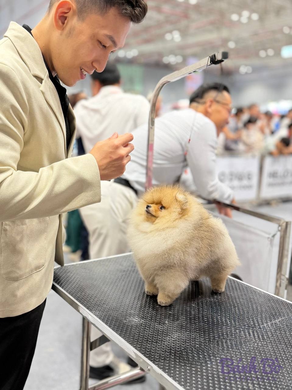 Chó Pomeranian lông vàng nhạt tại buổi triển lãm, đứng trên bàn đánh giá với người kiểm tra