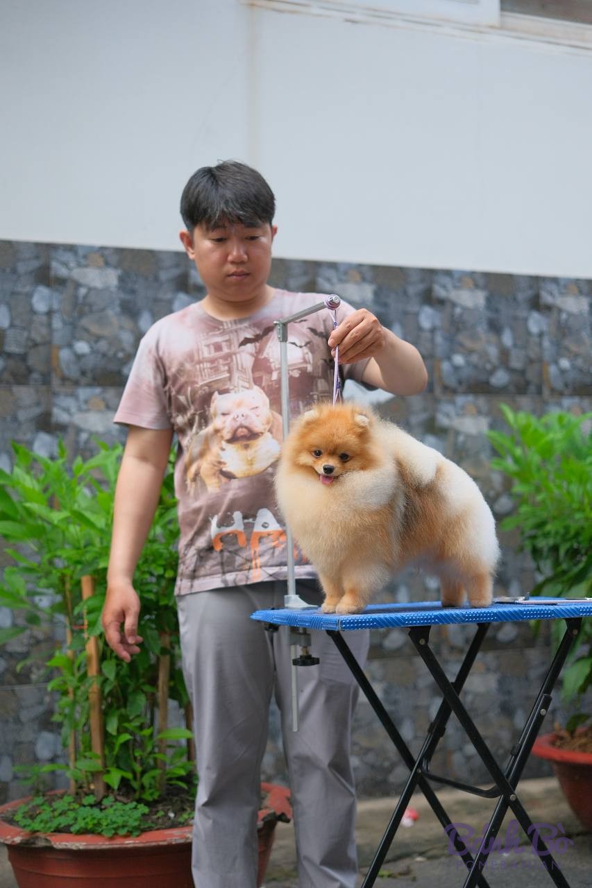 Chó Pomeranian màu nâu kem đứng trên bàn trưng bày tại sự kiện đánh giá giống chó