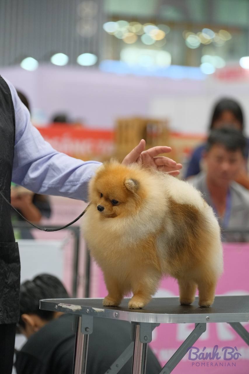 Chó Pomeranian lông vàng nhạt được dẫn dắt trên sân khấu triển lãm chó