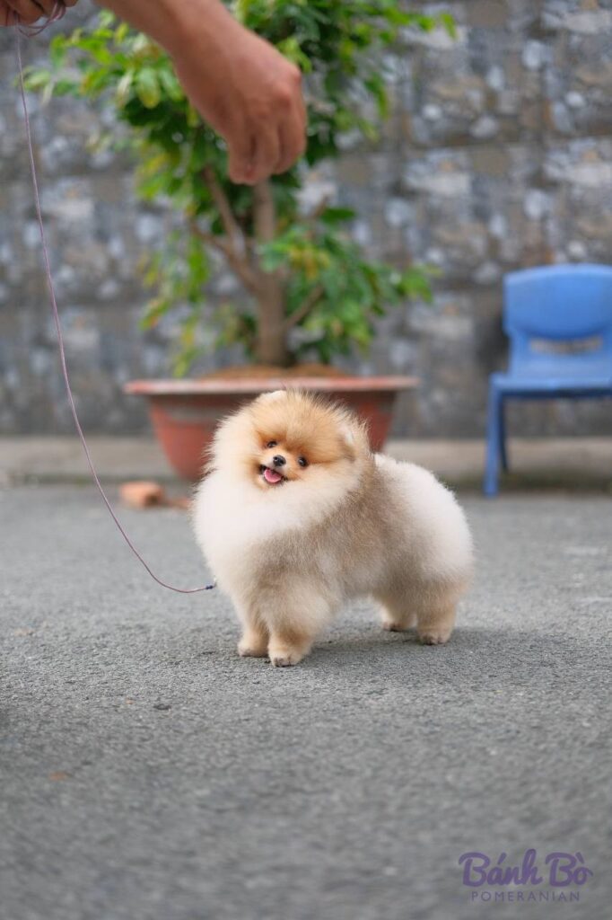 Chó Pomeranian con nhỏ màu trắng nâu được dắt dây đứng trên đường, có bối cảnh tường xám và chậu cây phía sau