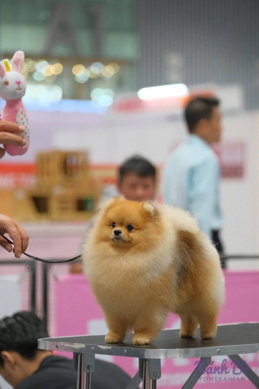 Chó Pomeranian lông dài màu vàng đứng trên bục trong môi trường indoor, có người cầm dây xích