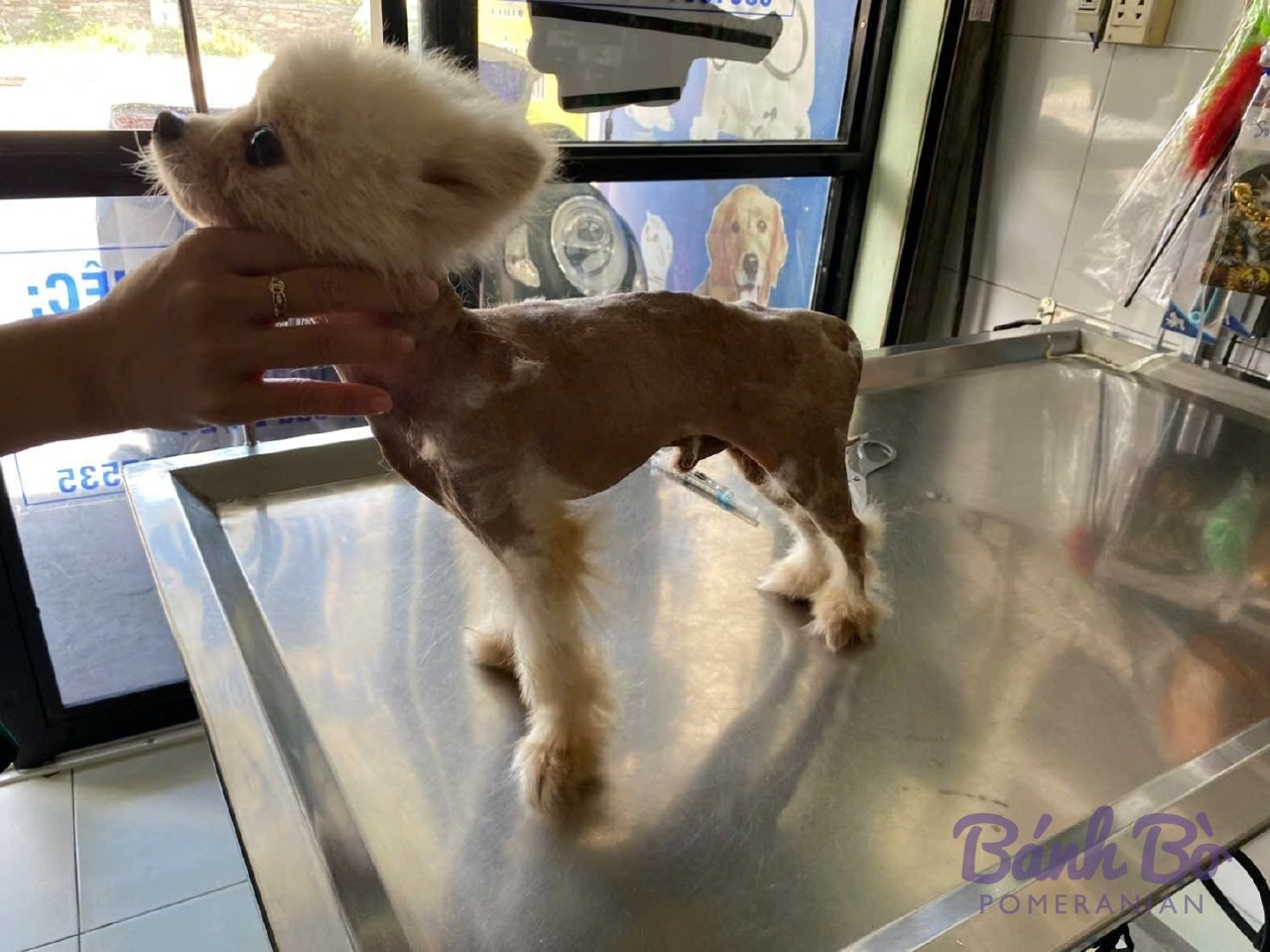Chó Pomeranian lông trắng nhỏ đứng trên bàn khám tại phòng khám thú y