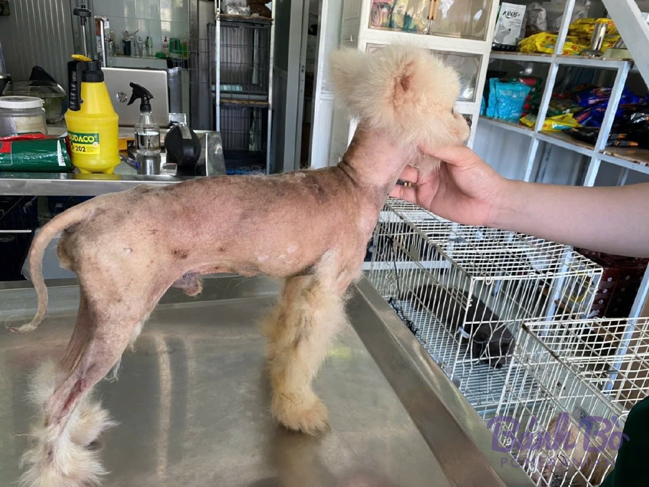 Chó Pomeranian lông trắng, kích thước nhỏ, đứng trên bàn trong phòng nuôi dưỡng với chuồng chim phía sau