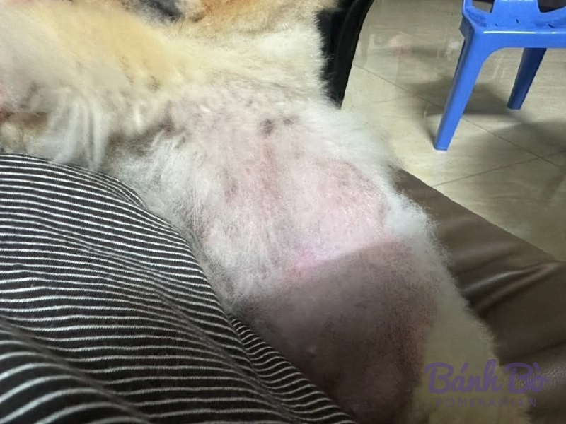 Chó Pomeranian con màu trắng nằm trên vải sọc đen trắng trong phòng