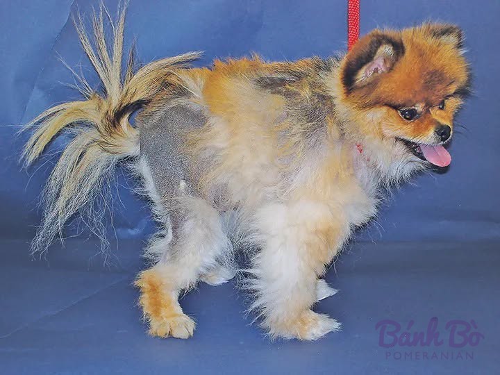Chó Pomeranian màu cam trắng, lông dài phồng, đứng trên nền xanh dương