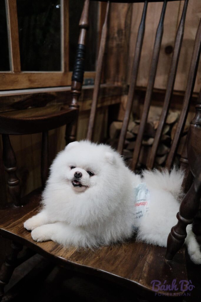 Chó Pomeranian lông trắng đang nằm trên sàn gỗ bên cạnh bàn gỗ trong không gian nội thất
