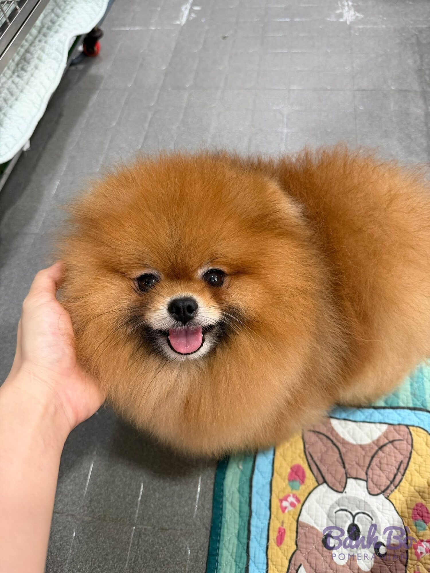 CAN CHU TRAI DUYET. Chó Pomeranian con nhỏ lông vàng nâu được cầm trên tay, nền sàn xám