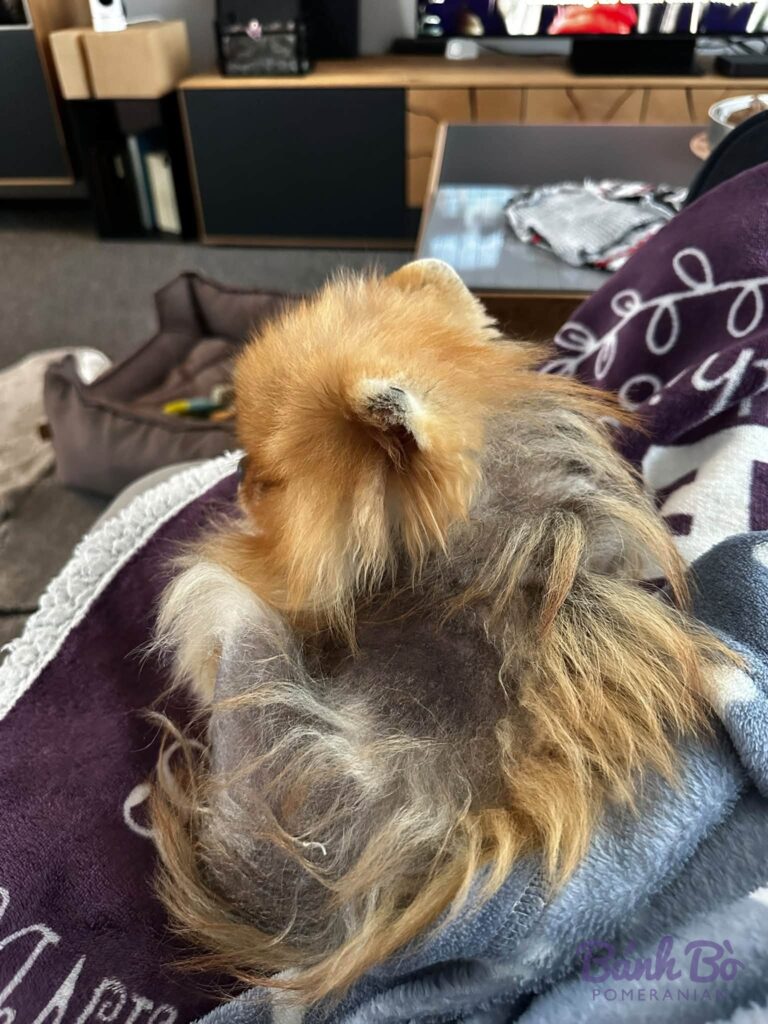 Chó Pomeranian lông vàng nâu, kích thước nhỏ, ngồi trên ghế vải màu tím trong nhà