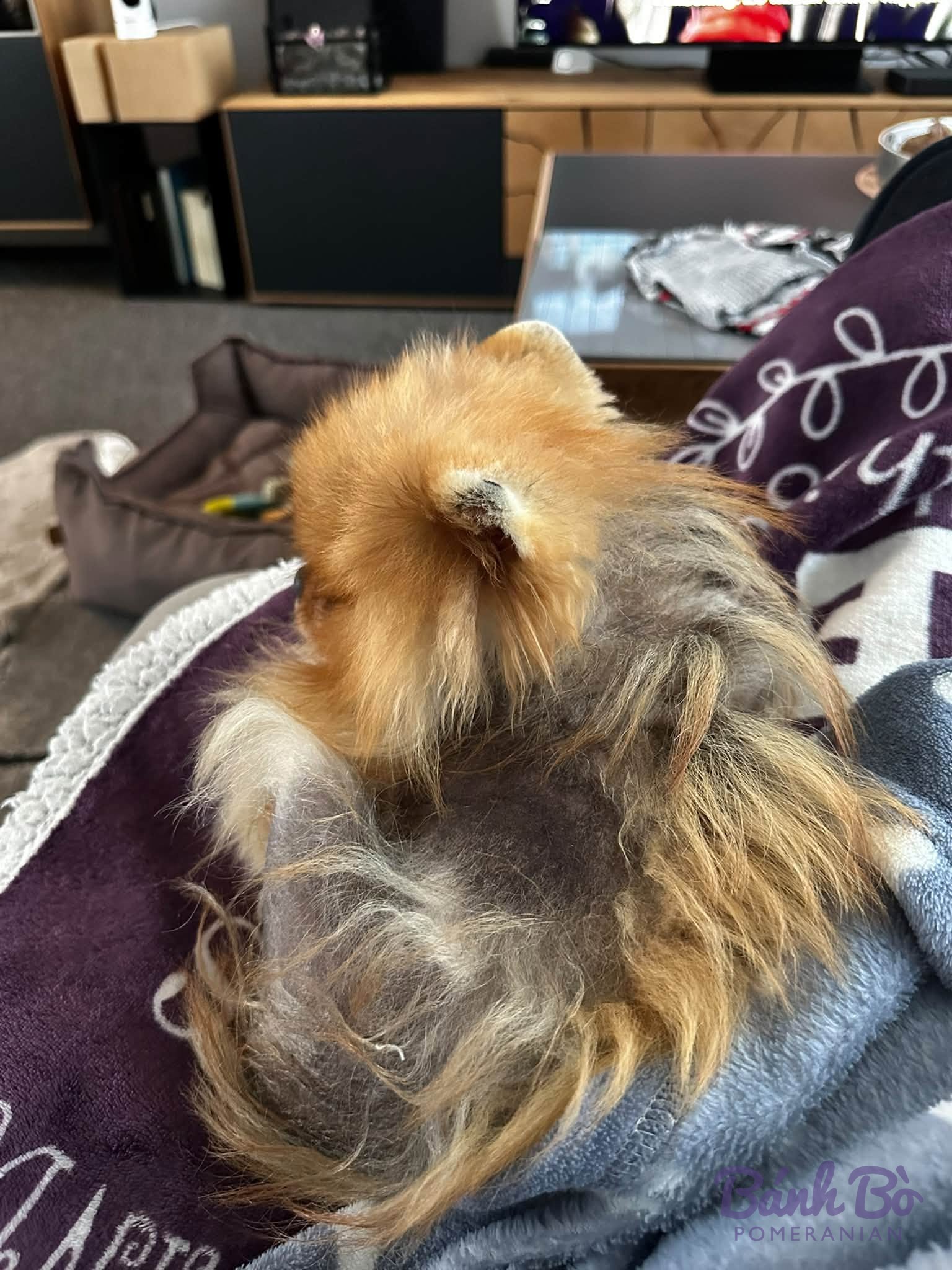 Chó Pomeranian lông vàng nâu, kích thước nhỏ, ngồi trên ghế vải màu tím trong nhà