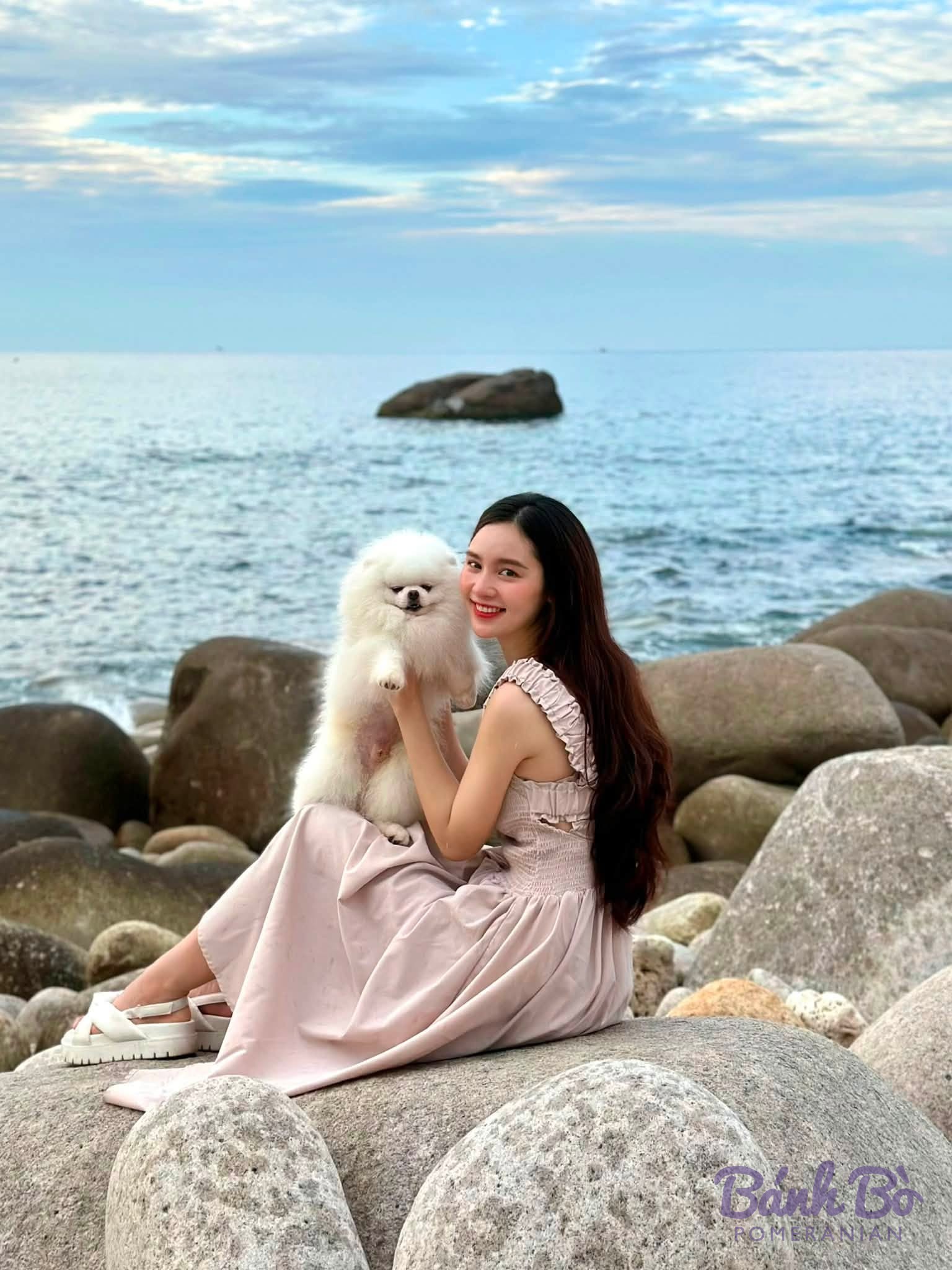 Chó Pomeranian lông trắng ngồi trên đá bên bờ biển