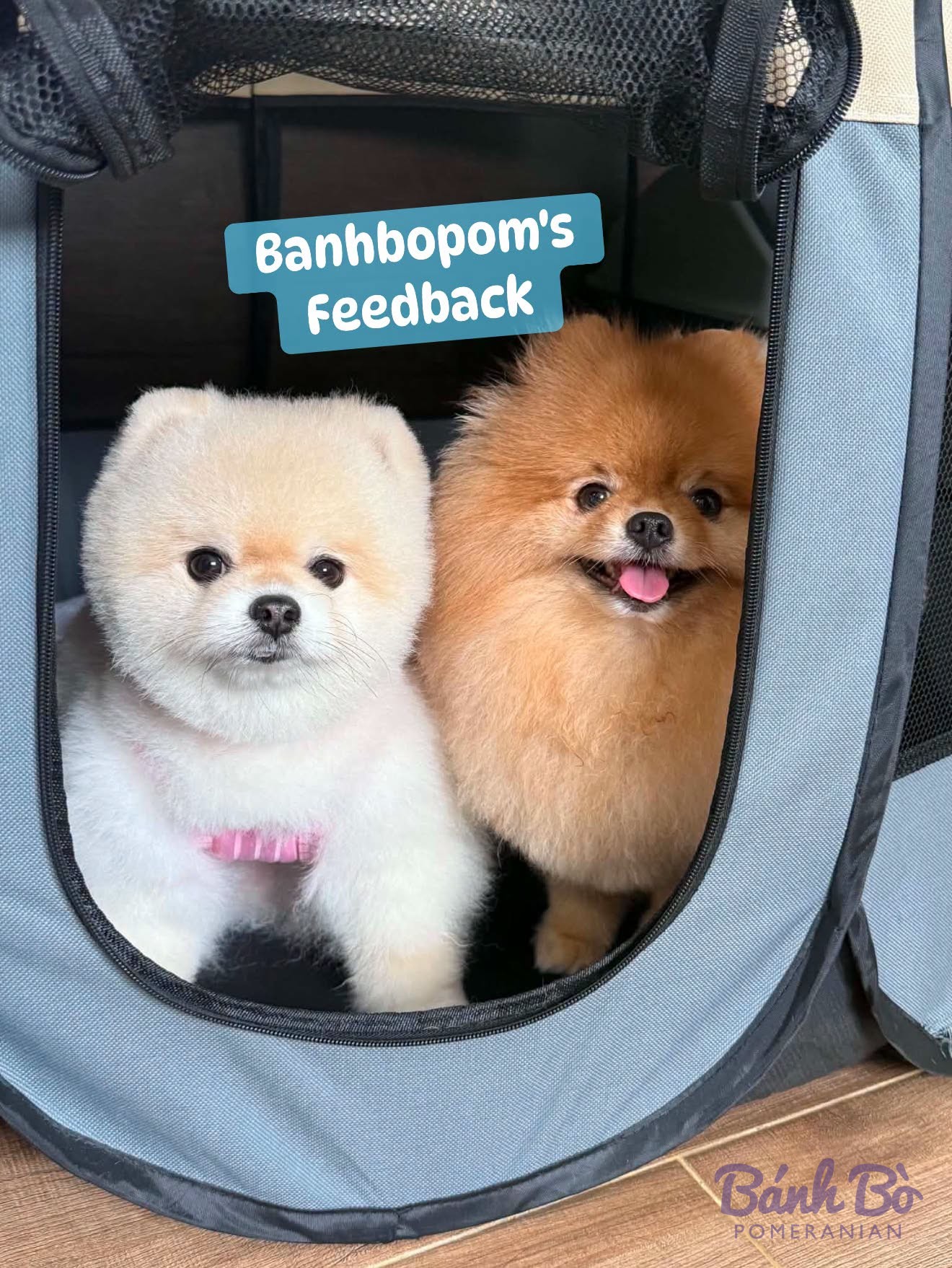 Hai chó Pomeranian, một trắng và một nâu đỏ, ngồi trong lồng vận chuyển màu xám