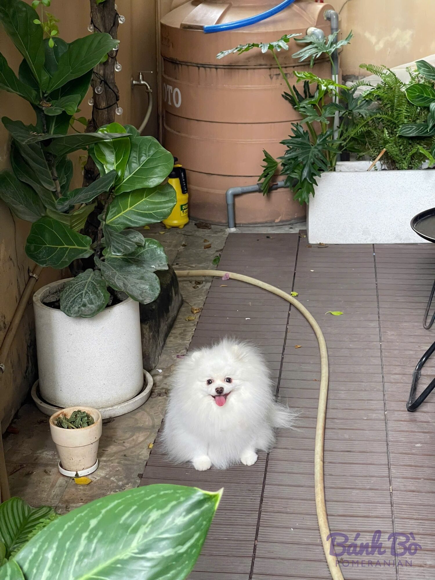 Chó Pomeranian lông trắng, kích thước nhỏ, đang ngồi tại sân với các chậu cây xanh quanh