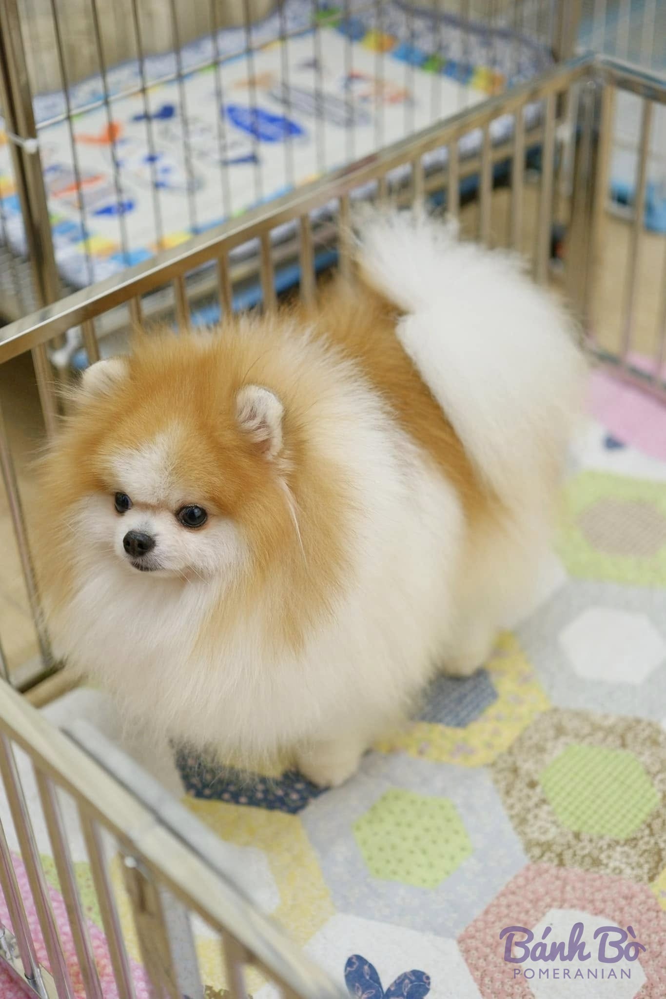 Chó Pomeranian lông vàng trắng, kích thước nhỏ, đứng trong chuồng có tấm lót sạch